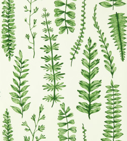 Ferns Wallpaper - Juniper Juniper
